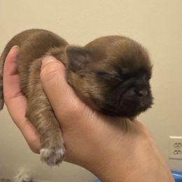 Girl 4 - Chocolate female Shih Tzu puppy in Kennewick, Washington from Elizabeth's pups