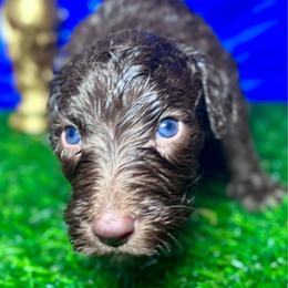 Kylian mbappe (France) - Chocolate male Labradoodle puppy in Kingston, Georgia from CC Familydoodles