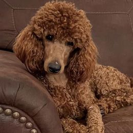 Poodles from Serendipity Miniature Apricot Poodles