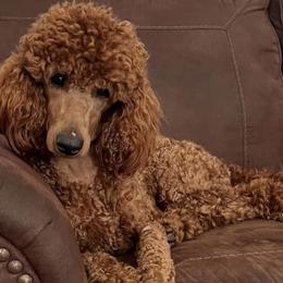 Poodles from Serendipity Miniature Apricot Poodles