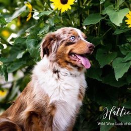 Hattie - Miniature Australian Shepherd