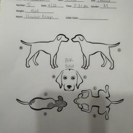 Hunter Moon - Black and white male German Shorthaired Pointer puppy in San Antonio, Texas from Alvarado Farm Kennels, LLC