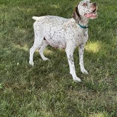 CC - Braque du Bourbonnais