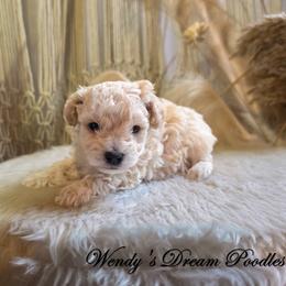 Bojangles Cream - Cream male Poodle puppy in Norman, Indiana from Wendy's Poodles
