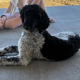Indi - Poodle