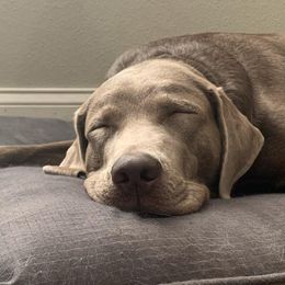 Dilute Retrievers and Labrador Retrievers from Silver Labs of Central Florida