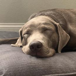 Dilute Retrievers and Labrador Retrievers from Silver Labs of Central Florida