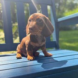 Odie - Chocolate and tan male Dachshund puppy in Coopersburg, Pennsylvania from Barks and Burrows