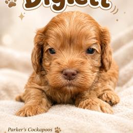 Diglett - Red male Cockapoo puppy in Perry, Arkansas from Parker's Cockapoos