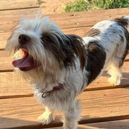 Presley - Yorkshire Terrier