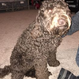 Australian Labradoodles from Carlene's Australian Labradoodles