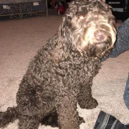 Australian Labradoodles from Carlene's Australian Labradoodles