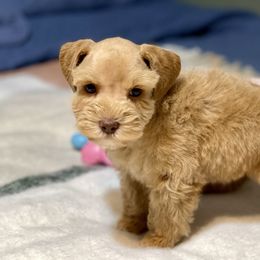 Solid Red - Wheaten female Miniature Schnauzer puppy in Calhoun, Georgia from The BrickHouse Miniature Schnauzers
