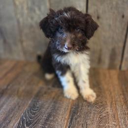 Female 1 - Red tri-color female Aussiedoodle puppy in Mouth Of Wilson, Virginia from Holly Ridge Aussies, Aussiedoodles & Corgis