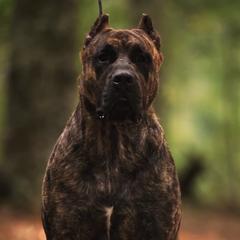 Urion - Perro de Presa Canario