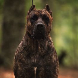 Urion - Perro de Presa Canario