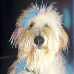 Stella - Double Doodle