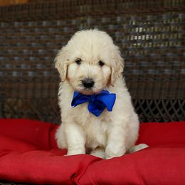 Australian Labradoodle, Bernedoodle, and Goldendoodle Puppies from Golden Fields Doodles