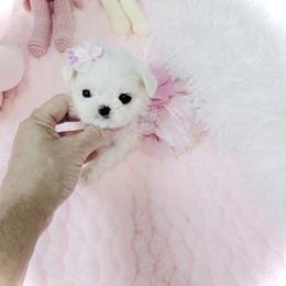 Maltese and Yorkshire Terrier Puppies from tatortot pup