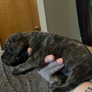 Ojo - Silver male Perro de Presa Canario puppy in Lenexa, Kansas from Medianoche GatoPerros