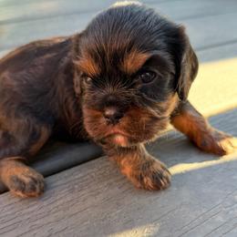 Black and Tan 2 - Black and tan male Cavalier King Charles Spaniel puppy in Kalama, Washington from Beautiful Cavaliers