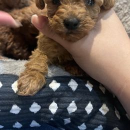 Dulce - Red female Maltipoo puppy in Weslaco, Texas from GG’s Maltipoos and Toy Poodles