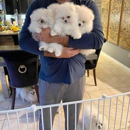 Pomeranian Puppies from POMERLAND exotic Pomeranians of Orlando