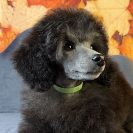 Green Collar Boy - Silver male Poodle puppy in Kingston, Oklahoma from Tribal Poodles