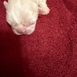 Drogon - White male Pekingese puppy in Cedar City, Utah from Pekingese Zoo