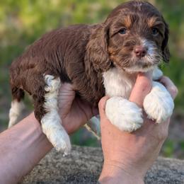 Moe - Tri-color male Cavapoo puppy in Coshocton, Ohio from Forever Family Puppies