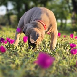 Cane Corso Puppies from HOUSE OF HALL CANE CORSOS