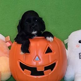 Julia - Black female Cocker Spaniel puppy in Crossville, Tennessee from Timber Sunrise Cockers