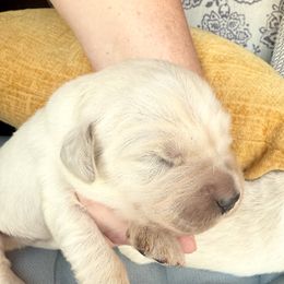 Catalina - Light golden female Golden Retriever puppy in Watkins, Colorado from Brightside Goldens