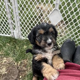Golden Aussiedoodle and Goldendoodle Puppies from Wild Rose Tiny Poodles & Doodles