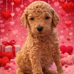 Rose - Apricot female Goldendoodle puppy in Social Circle, Georgia from Poppiedoodle Farms