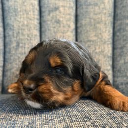 Sweetie - Black tri-color female Aussiedoodle puppy in Campbell, California from Mini AussieDoodle Puppies