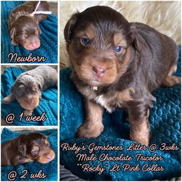 Rocky - male Australian Mountain Doodle puppy in Port Orchard, Washington from Yukon Harbor Doodles