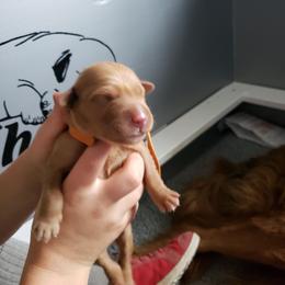 Orange boy - Golden male Golden Retriever puppy in Merino, Colorado from High Plains Goldens