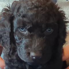 Purple - Irish Water Spaniel puppy from Coltsfoot