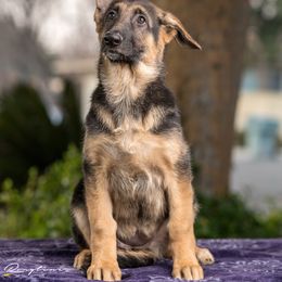 Cardigan Welsh Corgi and German Shepherd Puppies from Sogne Fjord German Shepherds & Cardigans
