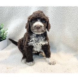Mr Tigers Eye - Brown and white Portuguese Water Dog puppy in Grants Pass, Oregon from Rogue River Portuguese Water Dogs