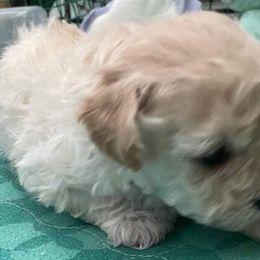 Aussiedoodle, Poodle, and Toy Australian Shepherd Puppies from Heartland Ranch
