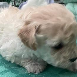 Aussiedoodle, Poodle, and Toy Australian Shepherd Puppies from Heartland Ranch