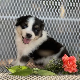 Scottish Terrier and Toy Australian Shepherd Puppies from Pecan Creek
