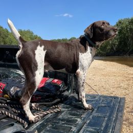 German Shorthaired Pointers from Hett Farm