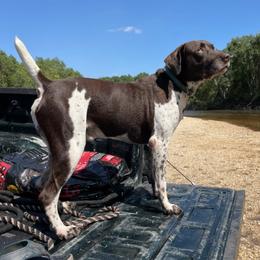 German Shorthaired Pointers from Hett Farm