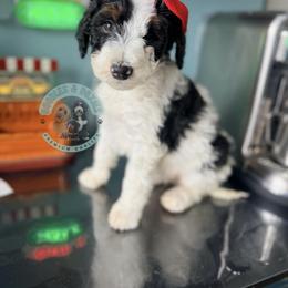 Carol - Black and white female Sheepadoodle puppy in Marion, Ohio from Doodles & Doxies