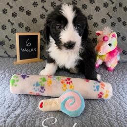 Ember - Black and white female Sheepadoodle puppy in Glen Rose, Texas from Clevenger’s Sheepadoodle Fur Baby Farm