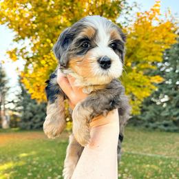 Martina - Merle female Bernedoodle puppy in Idaho Falls, Idaho from Idahome Doodle