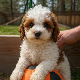 Baby Boy 1 - Blenheim Cavapoo puppy in Sisters, Oregon from Saunders Hideaway Homestead